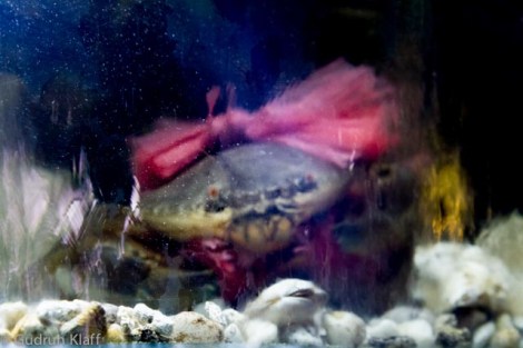 A crab waiting to  be eaten