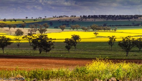 Driving on the Golden Highway, NSW