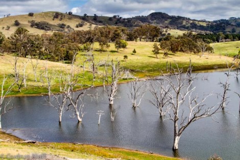 Dead trees in a water reservoir, Golden Highway