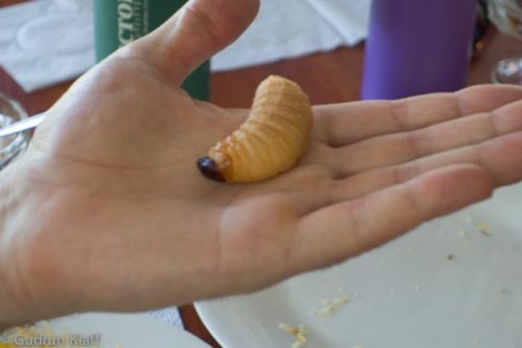 Wurm Willy vor dem Grillen