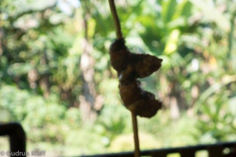 Wurm Willy nach dem Grillen