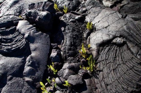 Ein erstes zartes Grün