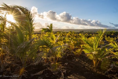 Hier war einmal der grösste und schönste schwarze Lavastrand der Welt, jetzt gibt es hier nur noch Lava - und Palmen, die von den Bewohnern von Kalapana, das gleichzeitig mit dem Strand ausgelöscht wurde, als Erinnerung gepflanzt wurden